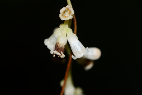 Image of Cuscuta reflexa by no rights reserved