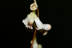 Cuscuta reflexa