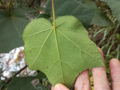 Hibiscus makinoi