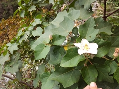 Hibiscus makinoi