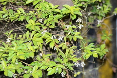 Cuscuta reflexa