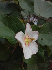 Hibiscus makinoi