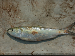 Alosa chrysochloris