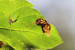 Stigmella purpuratella