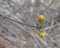 Tetrapterys mexicana