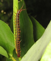 Scolopendra subspinipes