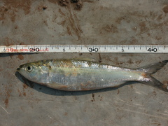 Alosa chrysochloris
