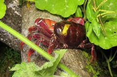 Johngarthia weileri