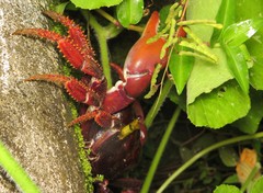 Johngarthia weileri