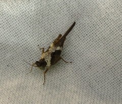 Paratettix subpustulata