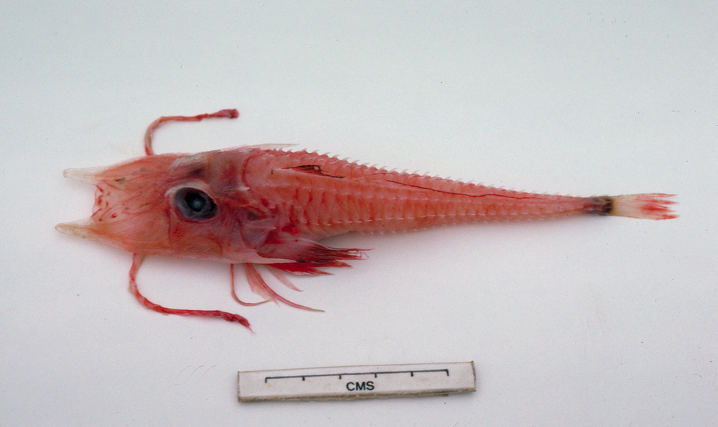 Oriental armoured searobin (Scalicus orientalis) — Peristediidae