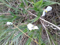 Commelina eckloniana