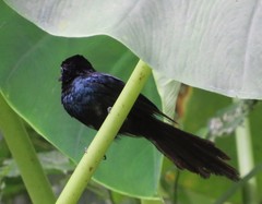 Terpsiphone atrochalybeia