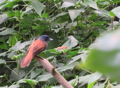 Terpsiphone atrochalybeia