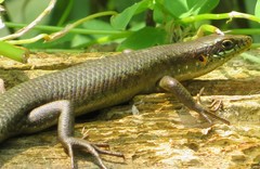 Trachylepis thomensis