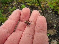 Spilostethus crudelis