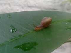 Bradybaena similaris