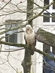 Buteo buteo