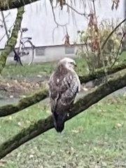 Buteo buteo