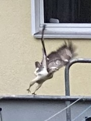 Buteo buteo
