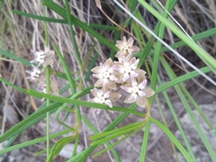 Asclepias brevipes