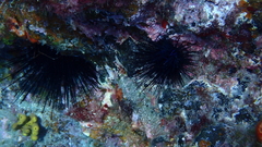 Diadema africanum