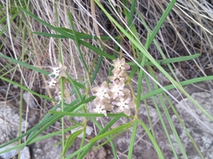 Asclepias brevipes