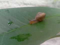 Bradybaena similaris