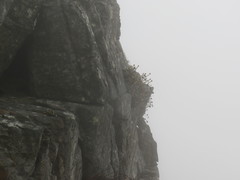 Oldenburgia intermedia