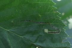 Stigmella lemniscella