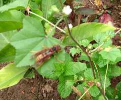 Polistes cavapytiformis