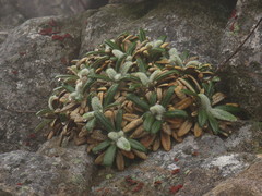 Oldenburgia intermedia