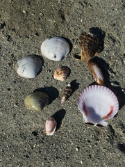 Concholepas concholepas