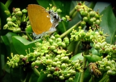 Pseudotajuria donatana