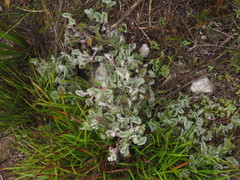 Centella flexuosa