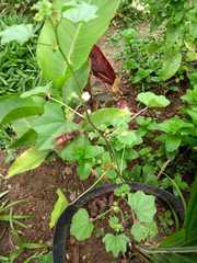 Polistes cavapytiformis