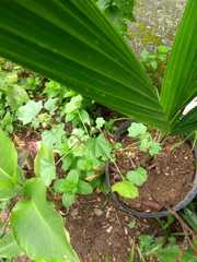 Polistes cavapytiformis