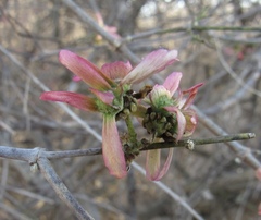 Tetrapterys mexicana