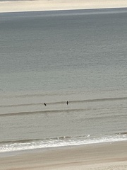 Haematopus palliatus