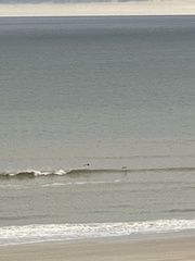 Haematopus palliatus