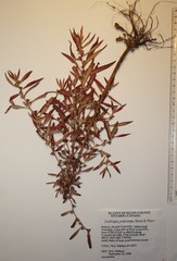 Ludwigia polycarpa
