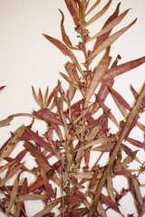 Ludwigia polycarpa