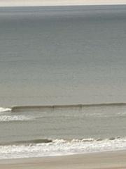 Haematopus palliatus