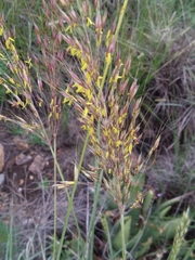 Chrysopogon serrulatus