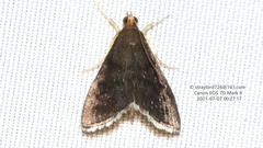 Pyrausta fuliginata