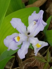 Iris cristata