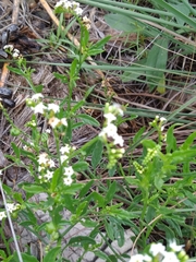 Heliotropium ciliatum