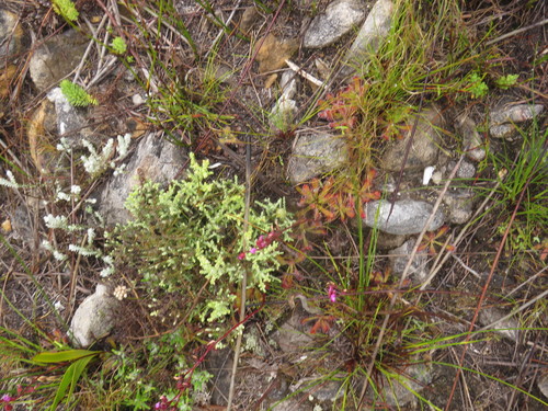 Image of Erics Sundew (Drosera ericgreenii) by (c) Jeremy Gilmore, some rights reserved (CC BY)