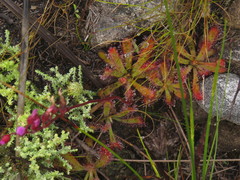 Drosera ericgreenii