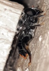 Malometasternum rufocaudatum